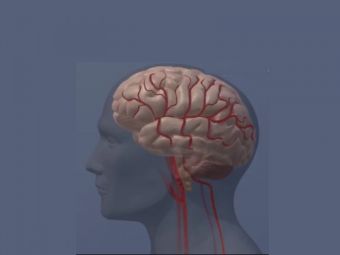 brain brain