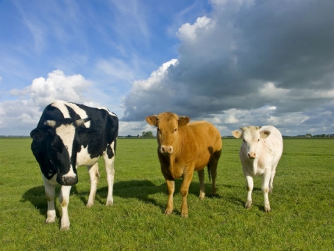 Cows in Pasture Cows in Pasture