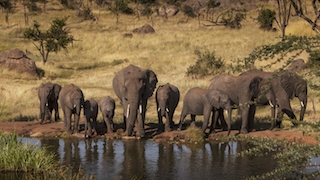 Four-Seasons-Safari-Editorial Four-Seasons-Safari-Editorial