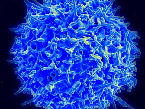 Healthy human T cell - NIAID Human T cell