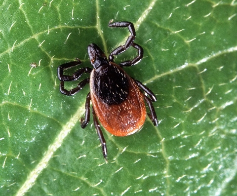 deer or blacklegged tick tick on a leaf