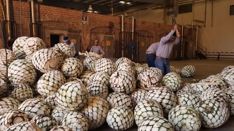 Blue Weber agave plant piñas being cut -