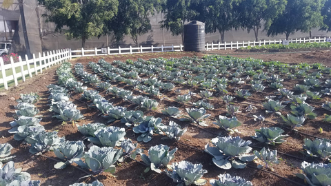 Patrón Tequila compost garden -