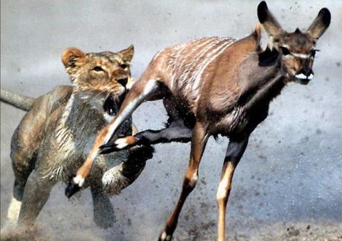 Lion taking down buck Can Walmart Take Amazon?