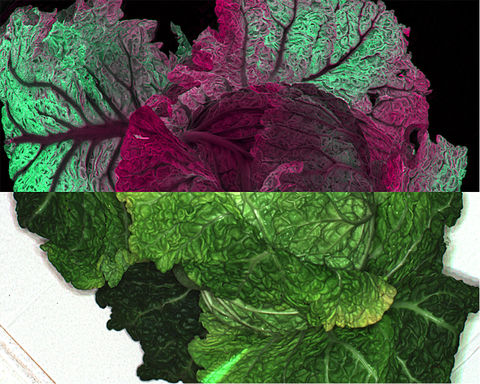 Typical MSI image of lettuce showing distinction between heart and outer leaves