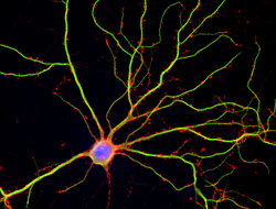 Mature neuron Mature neuron