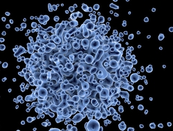 virus cell