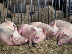 Pigs