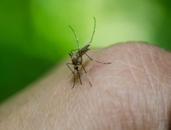 mosquito mosquito