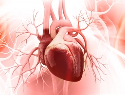 human heart human heart
