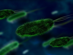 bacteria bacteria
