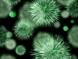 bacteria bacteria