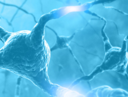 Neurons Neurons