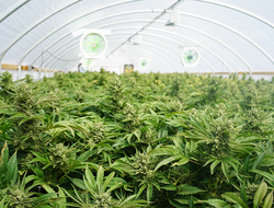 cannabis cannabis
