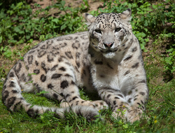 snow leopard India - wrangel/iStock/Getty Images Plus/Getty Images snow leopard India