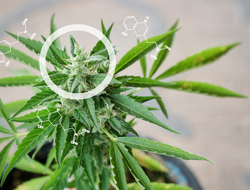 CBD CBD