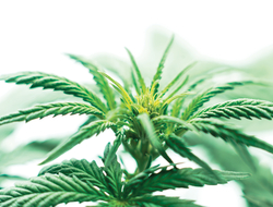CBD CBD