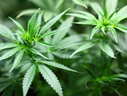 Cannabis Cannabis