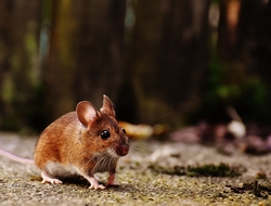 brown mouse brown mouse