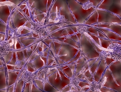Nerve cells Nerve cells