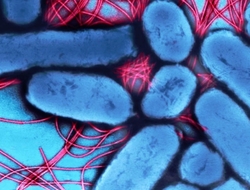 Bacteria Bacteria