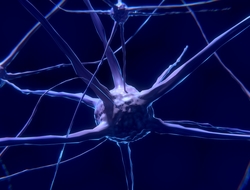 Neuron (Image: Colin Behrens) blue illustration of neurons