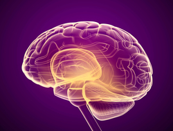 Diagram of brain on purple background 3D brain against purple background