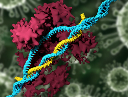 MITCRISPR CRISPR Nanoparticle