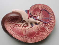 Kidney Kidney