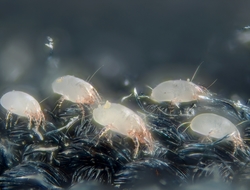 House dust mites House dust mites