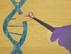 Gene Editing Gene Editing