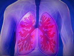 Lungs Lungs