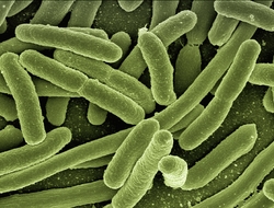 green bacteria green bacteria