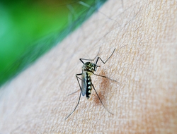 Malaria Mosquito Malaria Mosquito