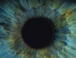 eye eye