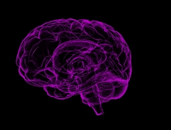 purple brain purple brain