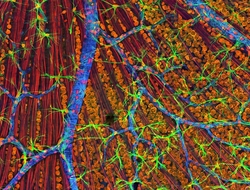Cells Microscope Tissue Cells