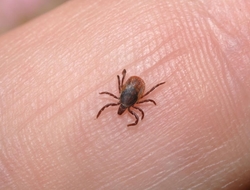 Lyme_Disease Lyme_Disease