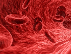 Red blood cells Red blood cells
