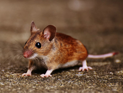 Mouse Mouse