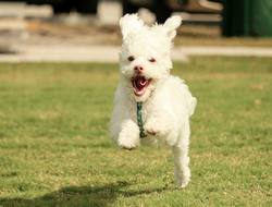 Running Dog Running Dog