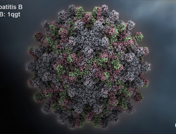 hepatitis B virus hepatitis B virus