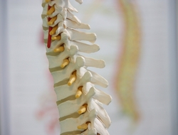 Spine Spine