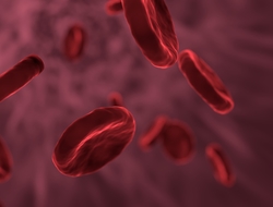 red blood cells 2 red blood cells