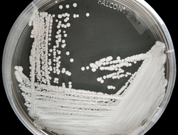 Candida auris Candida auris