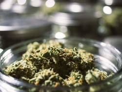 Marijuana buds in a jar with blurry background Marijuana buds in a jar
