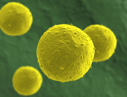 Stem cells Stem cells