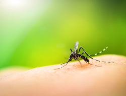 Mosquito Credit auimeesri iStock Getty Images Plus Getty Images Mosquito