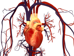 Human heart illustration heart