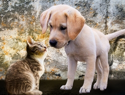 Dog and cat Dog and cat